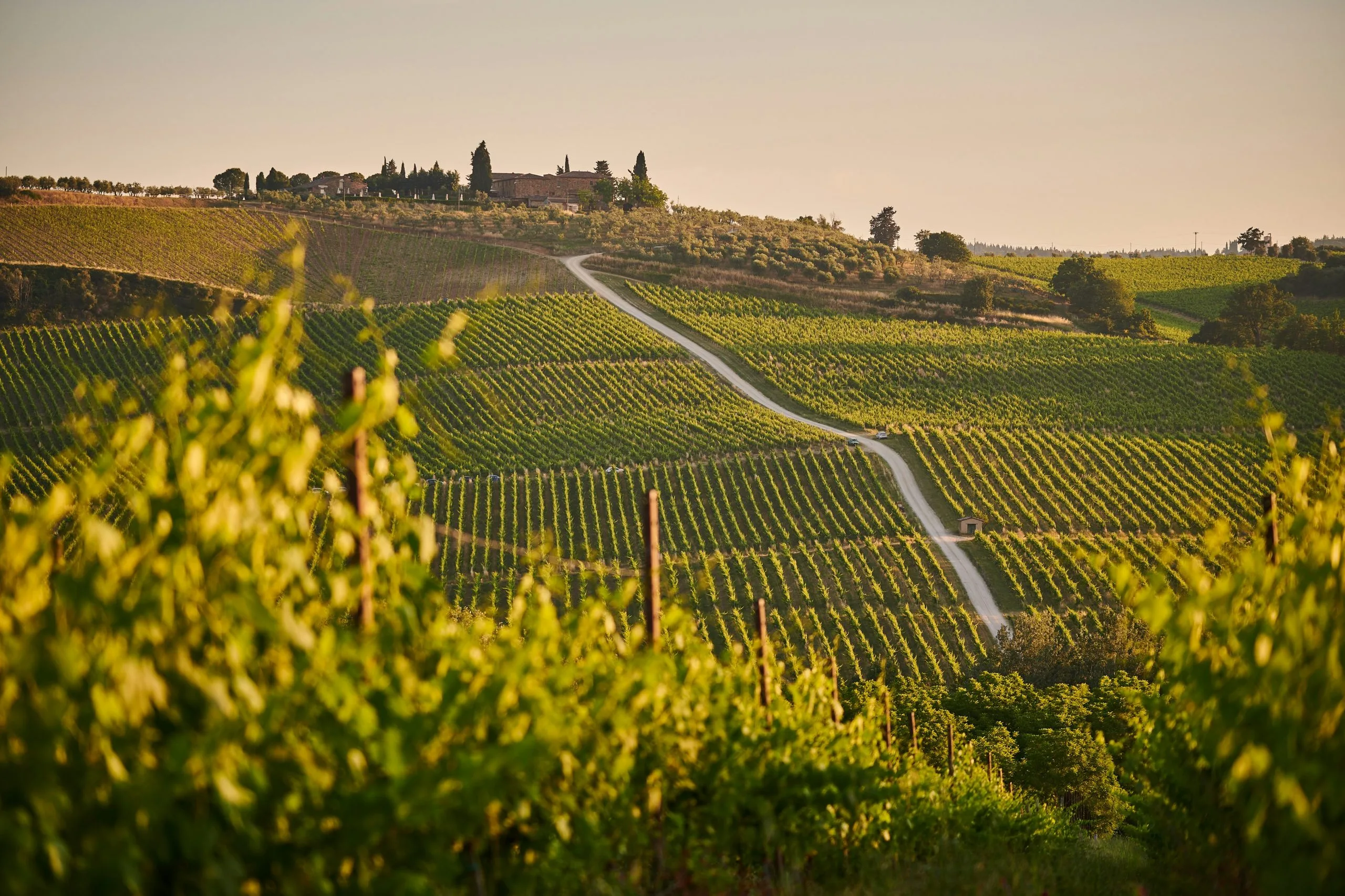 Lombardy Vineyards