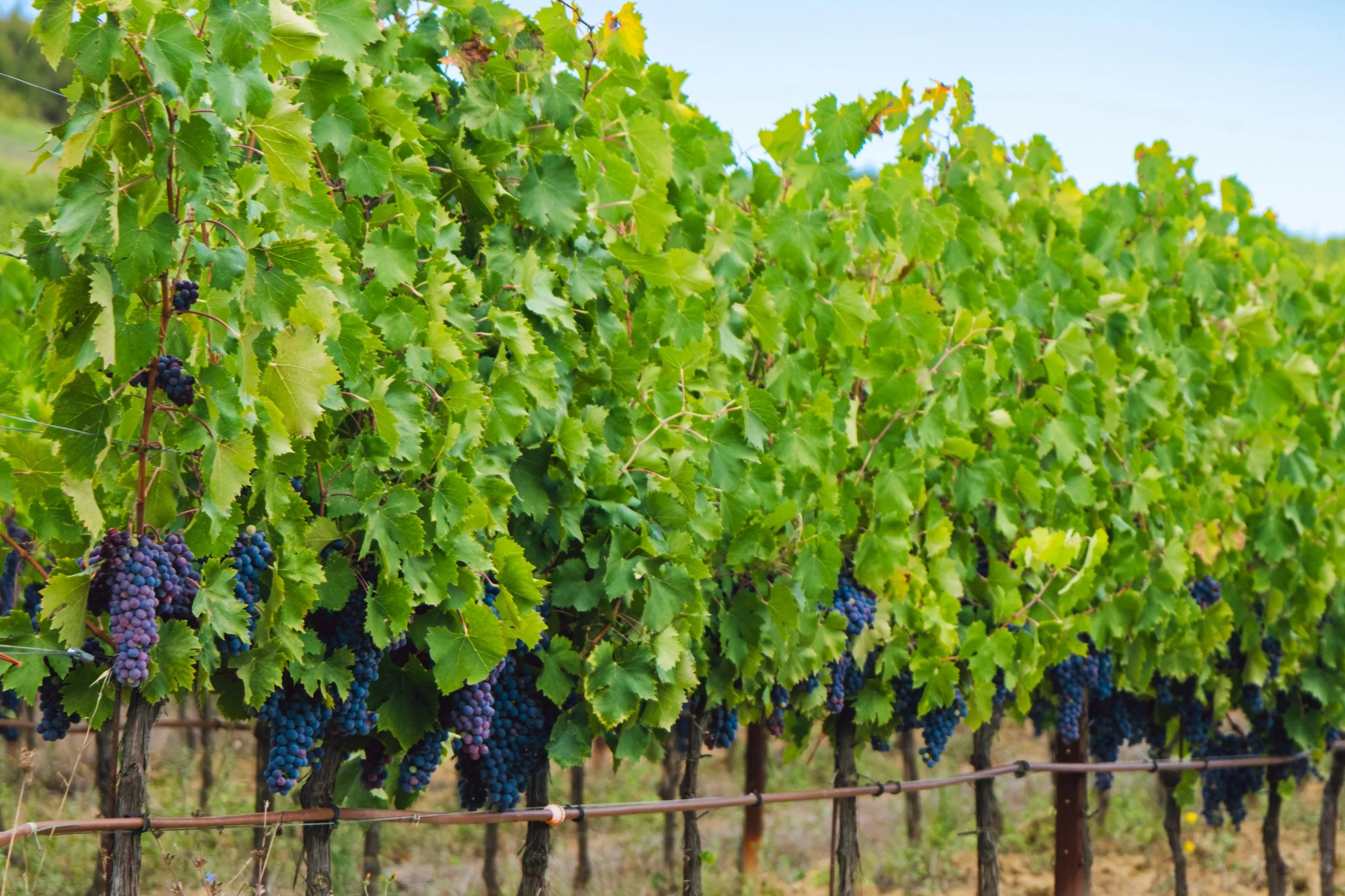 Lombardy Wine Making